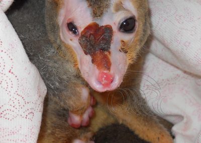 Ringtail possum burnt