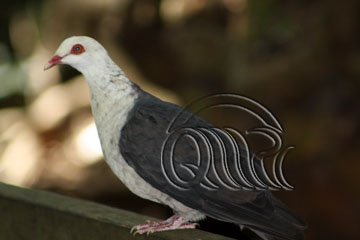White headed Pigeon