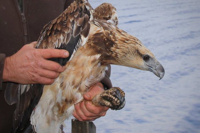 Sea eagle released into wild after being found covered in fish oil and close to death